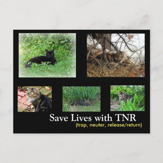 Verwilderde Katten TNR Postkaart (Voorkant)