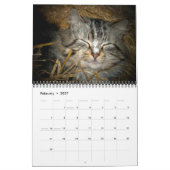 Verwilderde kattenfotokalender kalender (Feb 2027)