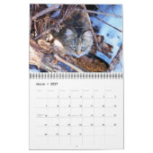 Verwilderde kattenfotokalender kalender (Mar 2027)
