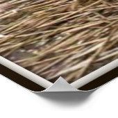 Verwilderde Kittens Poster (Hoek)