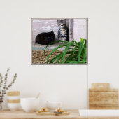 Verwilderde Kittens Poster (Keuken)