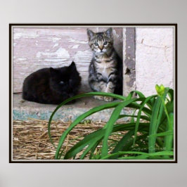 Verwilderde Kittens Poster
