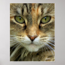 Verwilderde tabbykat met groene ogen portretprint