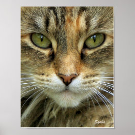 Verwilderde tabbykat met groene ogen portretprint poster