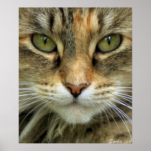 Verwilderde tabbykat met groene ogen portretprint poster (Voorkant)