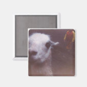 Verwoeste 'Um Llama Magnet (Voorkant / Achterkant)