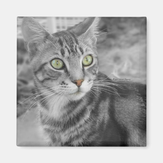 Verwondering Magneet (Voorkant)