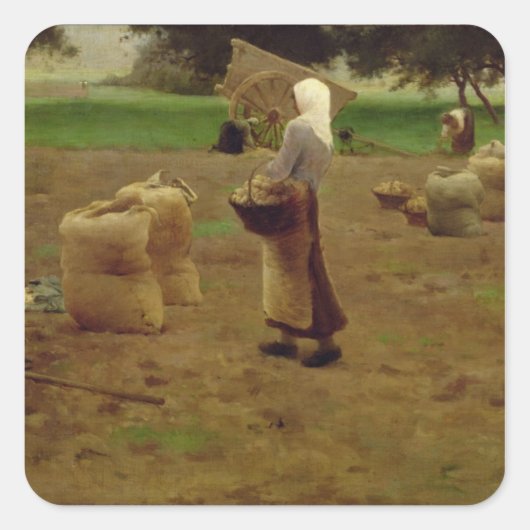 Verzamelaardappelen Vierkante Sticker (Voorkant)