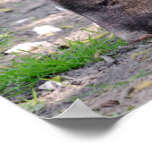 Verzameld Briefkaart met rondlopen Poster (Hoek)