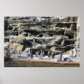 Verzamelen van de pinguïns poster (Voorkant)