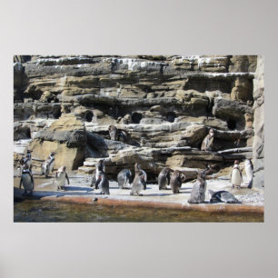 Verzamelen van de pinguïns poster