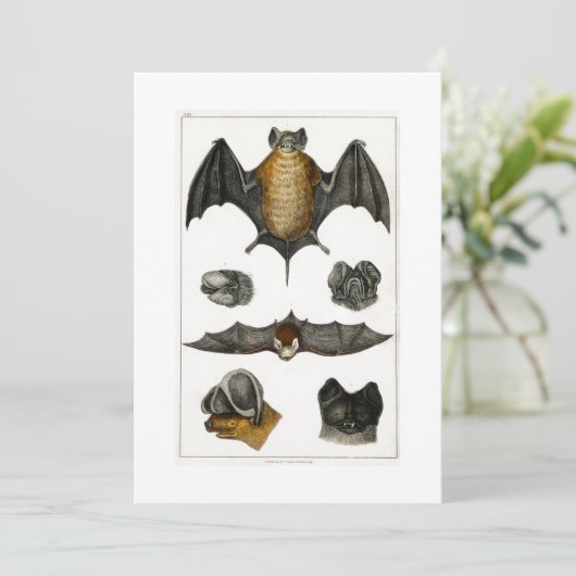 Verzameling van verschillende vleermuizen kaart (Staand voorkant)