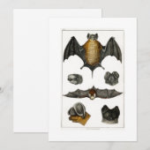 Verzameling van verschillende vleermuizen kaart (Voorkant / Achterkant)