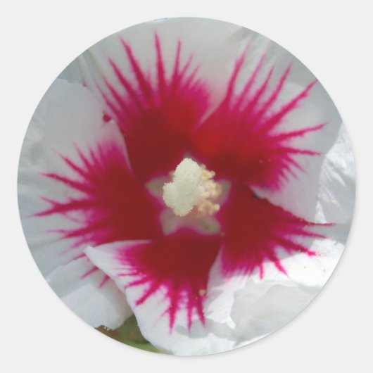 Verzegeld met een STARBURST KISS! Stickers (Voorkant)