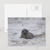 Verzegeling - Dierlijke Kleur Foto Print Briefkaar Briefkaart (Voorkant / Achterkant)