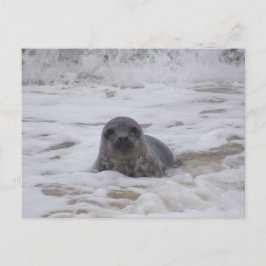 Verzegeling - Dierlijke Kleur Foto Print Briefkaar Briefkaart