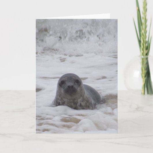 Verzegeling - Dierlijke Kleur Foto Print Wenskaart Kaart (Voorkant)