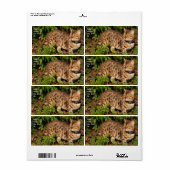Verzendlabel Savannah Cat (Full Sheet)