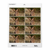 Verzendlabel voor dealer (Full Sheet)