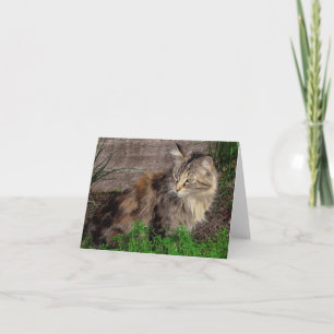 Verzwaard kaart met verwilderde kat
