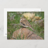 Vesper Sparrow Briefkaart (Voorkant / Achterkant)