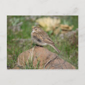 Vesper Sparrow Briefkaart (Voorkant)