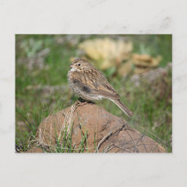 Vesper Sparrow Briefkaart