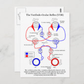 Vestibulo Oculair reflex VOR Oogbeweging stabilise Briefkaart (Voorkant / Achterkant)