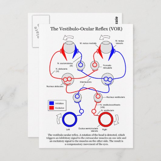 Vestibulo Oculair reflex VOR Oogbeweging stabilise Briefkaart (Voorkant / Achterkant)