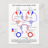 Vestibulo Oculair reflex VOR Oogbeweging stabilise Briefkaart (Voorkant)