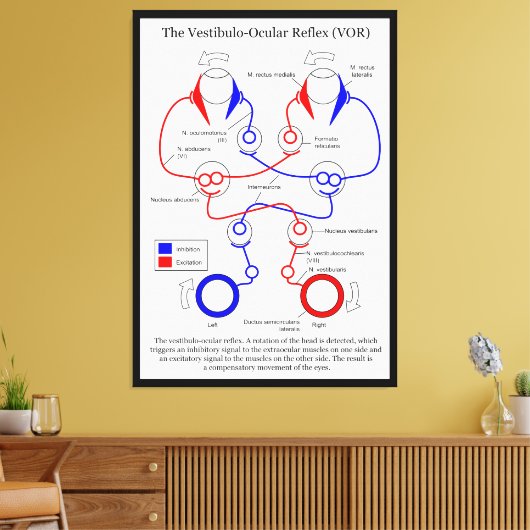 Vestibulo Oculair reflex VOR Oogbeweging stabilise Canvas Afdruk (Insitu (Woonkamer))