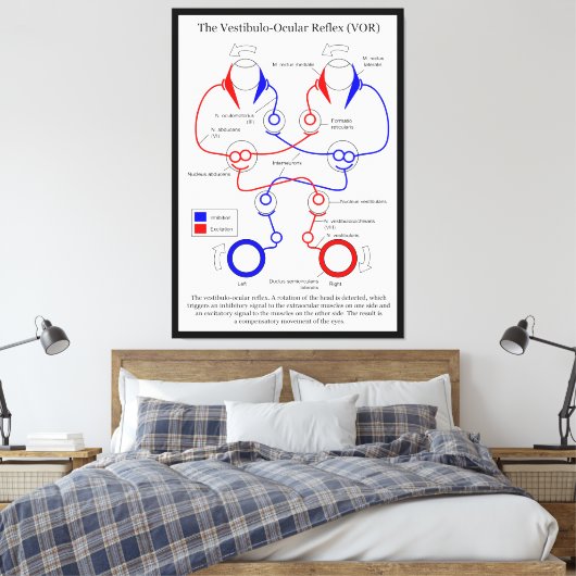 Vestibulo Oculair reflex VOR Oogbeweging stabilise Canvas Afdruk (Insitu (Slaapkamer))