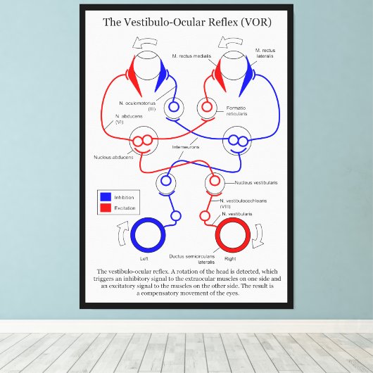 Vestibulo Oculair reflex VOR Oogbeweging stabilise Canvas Afdruk (Insitu (Houten vloer))