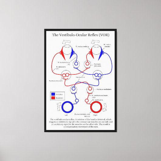 Vestibulo Oculair reflex VOR Oogbeweging stabilise Canvas Afdruk (Voorkant)