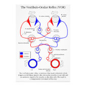 Vestibulo Oculair reflex VOR Oogbeweging stabilise Foto Afdruk (Voorkant)