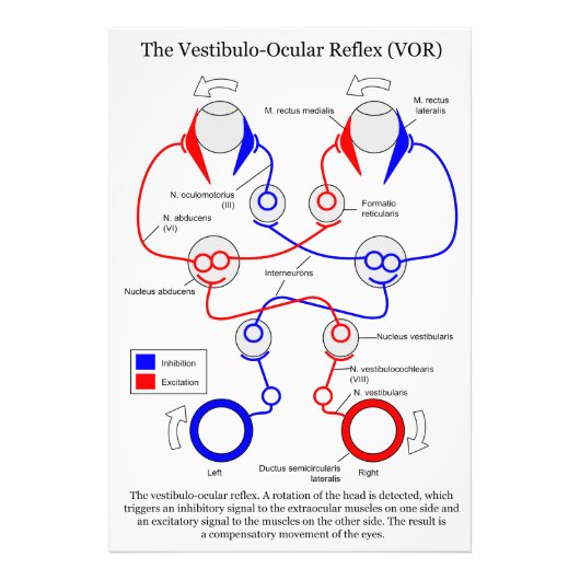 Vestibulo Oculair reflex VOR Oogbeweging stabilise Foto Afdruk (Voorkant)