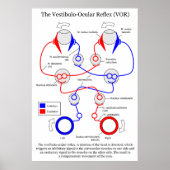 Vestibulo Oculair reflex VOR Oogbeweging stabilise Poster (Voorkant)