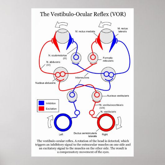 Vestibulo Oculair reflex VOR Oogbeweging stabilise Poster (Voorkant)