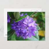 Vet paarse bloem op Clifden, Ierland Briefkaart (Voorkant / Achterkant)