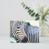 Vet Zebra Briefkaart (Staand voorkant)