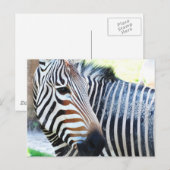 Vet Zebra Briefkaart (Voorkant / Achterkant)