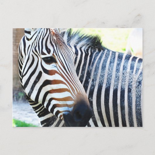 Vet Zebra Briefkaart (Voorkant)