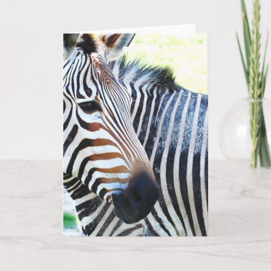 vet Zebra Wenskaart Kaart (Voorkant)