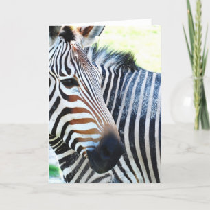 vet Zebra Wenskaart Kaart