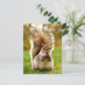 Veteekhoorn Briefkaart (Staand voorkant)