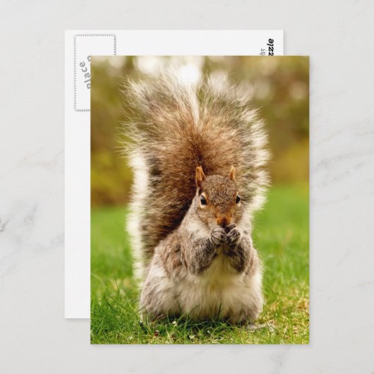 Veteekhoorn Briefkaart (Voorkant / Achterkant)