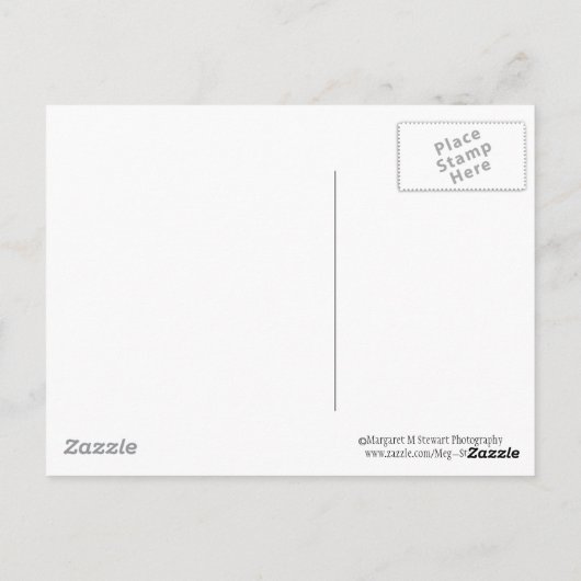 Veteekhoorn Briefkaart (Achterkant)