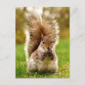 Veteekhoorn Briefkaart (Voorkant)