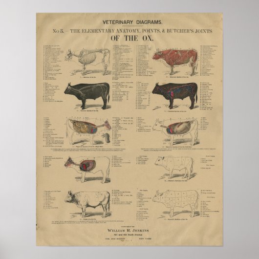Veterinaire Os Koe Anatomie Illustraties Poster (Voorkant)