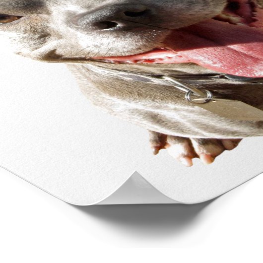 Veterinary Love Your Pets Checkup Poster (Hoek)